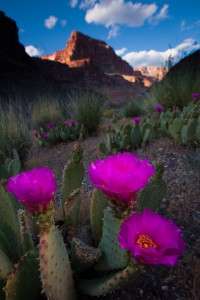 Cactus in bloom by Ralph Hopkins