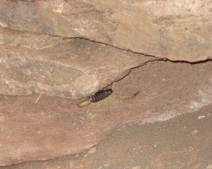 Bark Scorpion