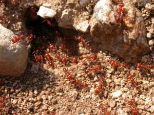 Grand Canyon Ants Red Harvester Ant