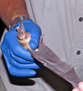 pallid grand canyon bats