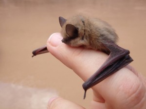 Grand Canyon bat