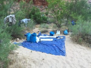 grand canyon ants