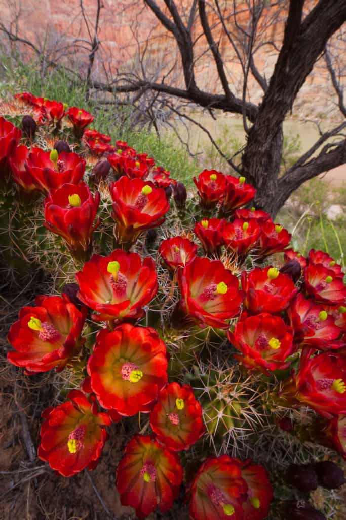 Three Common Grand Canyon Spring Blooms - Arizona Raft Adventures