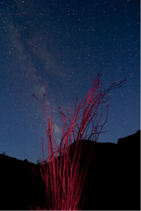 ocotillo grand canyon desert plant
