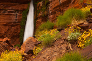 grand canyon spring bloom