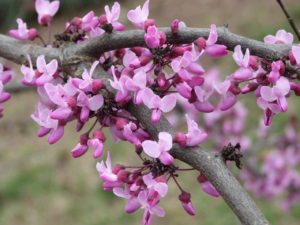 grand canyon spring bloom
