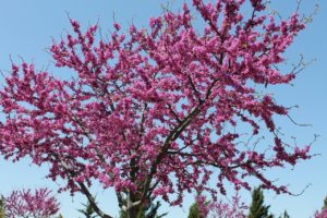 grand canyon spring blooms