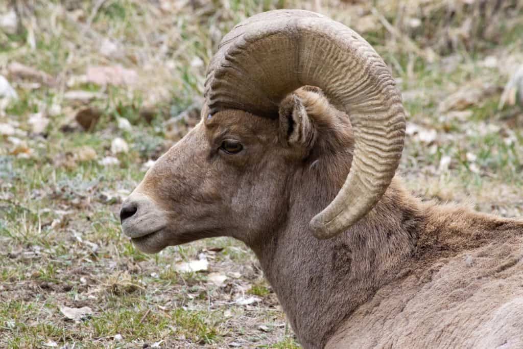 Grand Canyon Bighorn Sheep At Risk - Arizona Raft Adventures