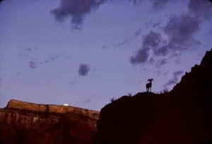 bighorn grand canyon