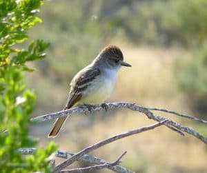 Grand Canyon Birding