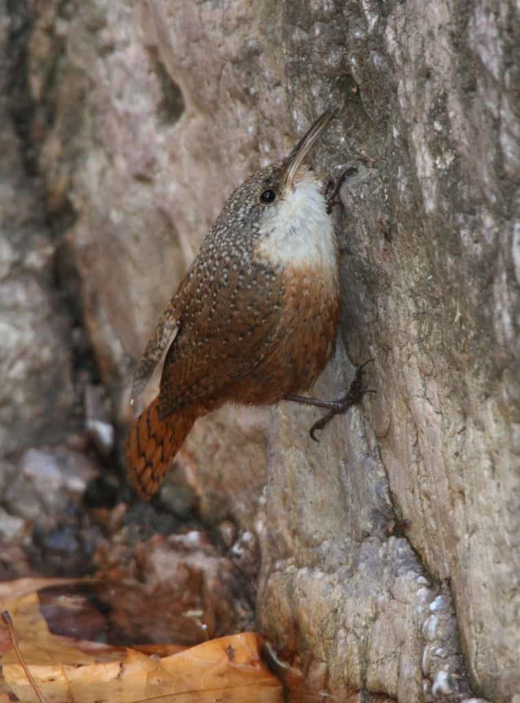 Grand Canyon Birding