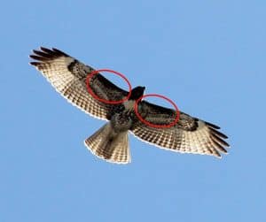 Grand Canyon Birding