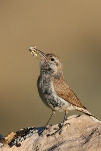 Grand Canyon Birding