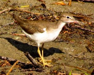 Grand Canyon Birding