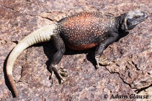 Chuckwallas in Grand Canyon