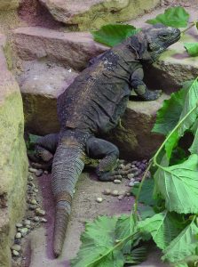 Chuckwallas in Grand Canyon