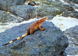 Chuckwallas in Grand Canyon